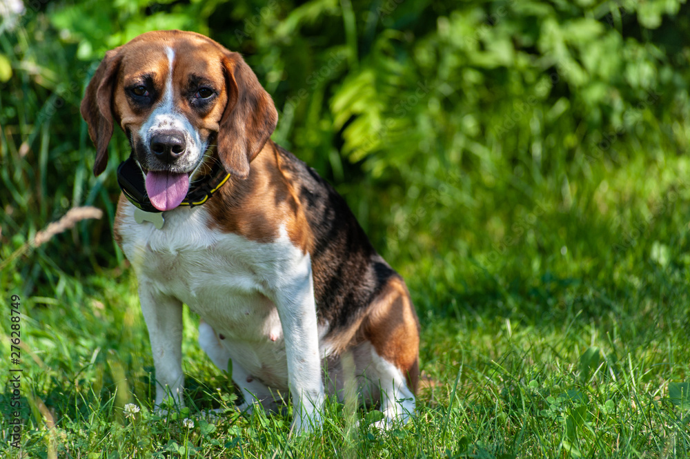 one exhausted or tired hunting dog golden beagle seats in the grass outside in park or garden, surrounded with plants and flowers, front view  with placeholder