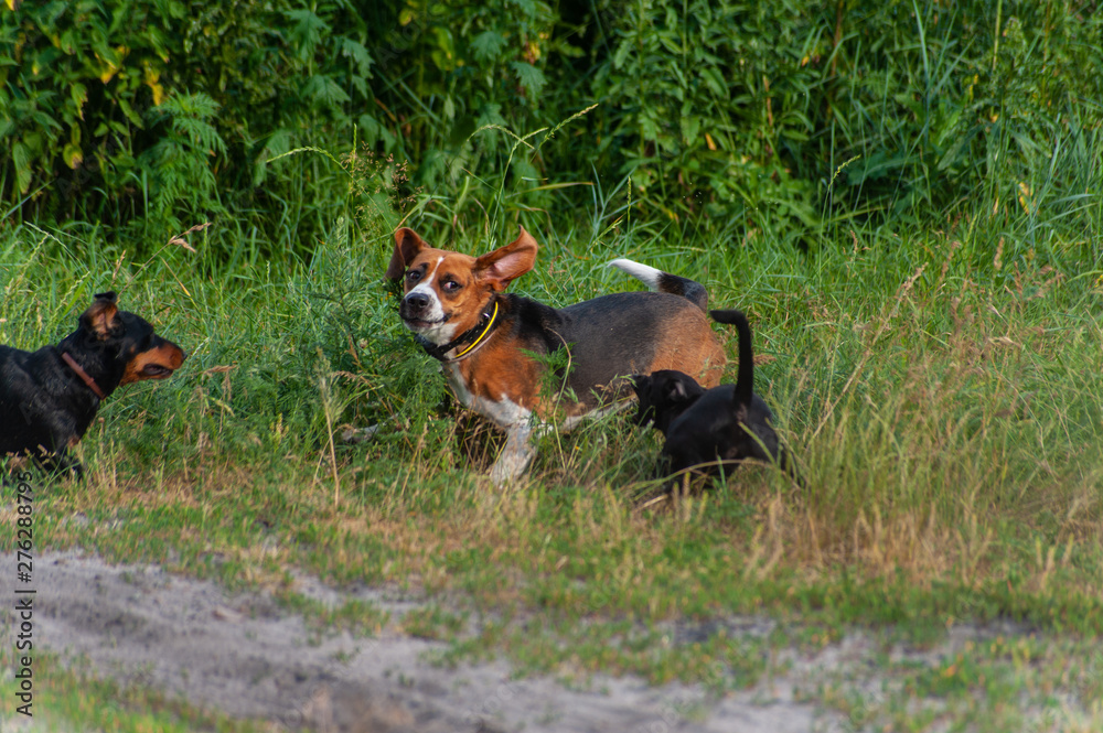 Obraz premium three cheerful hunting dogs - brown beagle, black dachshund and black pincher dog playing outside near the dirt road