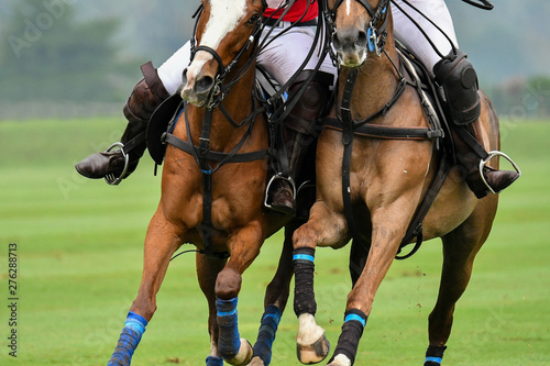 Close up Photo of the horse are Battle for the Polo match. © Hola53