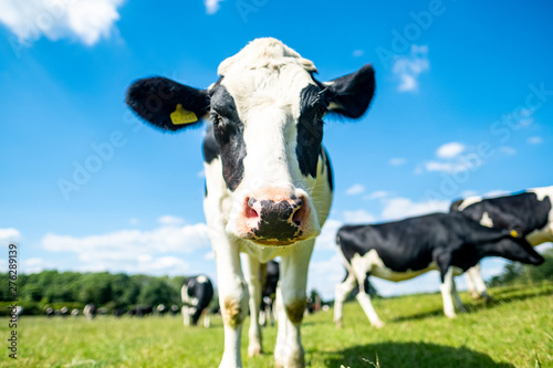 Wallpaper Mural Healthy young dairy cow in beautiful green field with blue skies