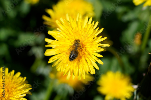 Bee on a flower in pollen