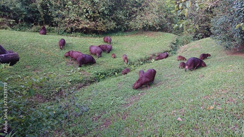 capivara