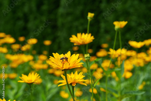 Pot Marigold in the summertime.Yellow large flower ring, bee collects nectar.
