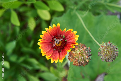 Red flower ring  bee collects nectar.