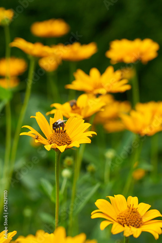Fototapeta Naklejka Na Ścianę i Meble -  Pot Marigold in the summertime.Yellow large flower ring, bee collects nectar.