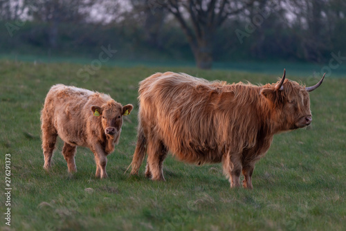 cow and calf