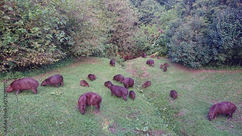 castor in the garden