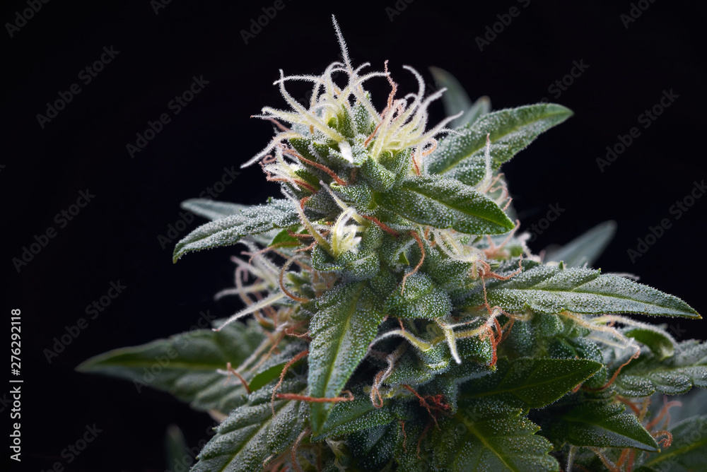 cannabis bud with trichomes on black background cannabis bud with trichomes on black background