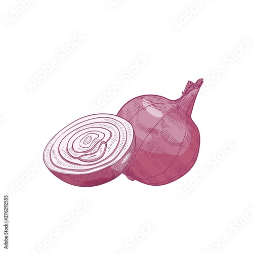 Detailed natural drawing of cut and whole red onion. Fresh organic ripe raw vegetable or gathered crop isolated on white background. Realistic hand drawn vector illustration in elegant antique style.