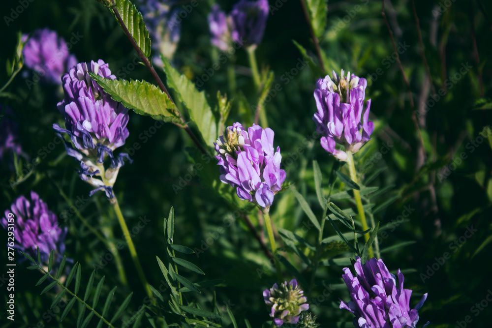 Obraz premium Astragalus onobrychis. Meadow plants. Honey plant. Selective focus.