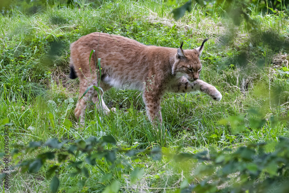 European lynx looking for prey European lynx looking for prey