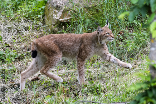 European lynx looking for prey