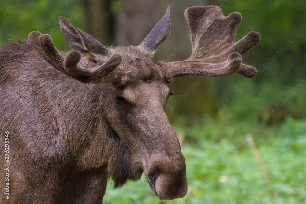 Moose bull in a forest