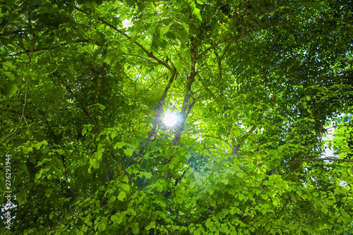 Beams of the sun, The sun shining through a majestic green tree, forest trees, nature green wood sunlight background