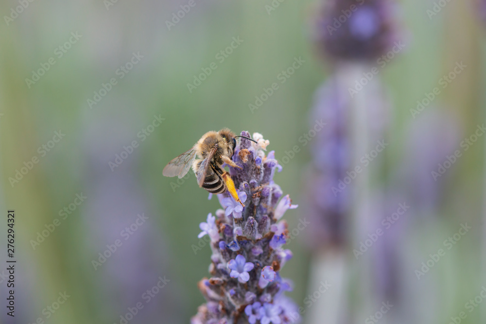 Closeup of a bee collecting pollen from a lavender flower. Closeup of a bee collecting pollen from a lavender flower.