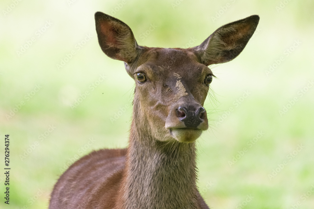 Closeup portrait of a red deer doe