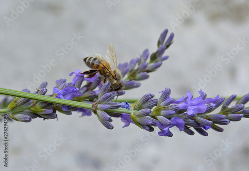 Bee feeding on lavender flower