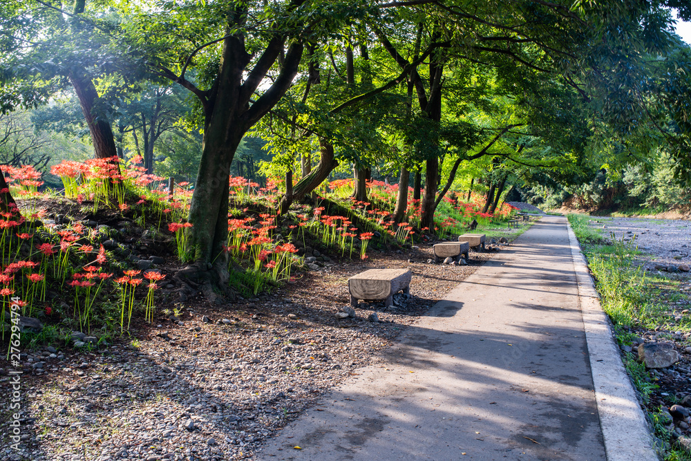 巾着田河原遊歩道の風景