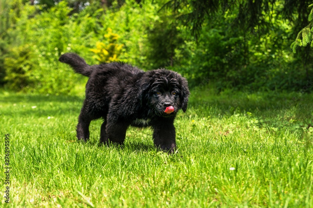 Black Newfoundland dog puppy. Black Newfoundland dog puppy.