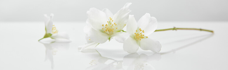 panoramic shot of jasmine flowers on white surface