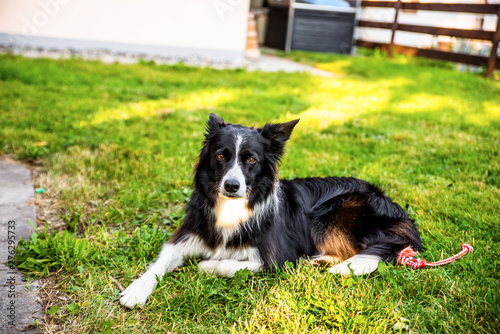 Portrait of border collie on grass.