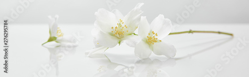 panoramiczne ujęcie kwiatów jaśminu na białej powierzchni