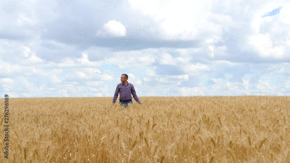 A man-a farmer in a wheat field, inspecting the harvest. Agribusiness, agriculture. Beautiful landscape with clouds. A man-a farmer in a wheat field, inspecting the harvest. Agribusiness, agriculture. Beautiful landscape with clouds.