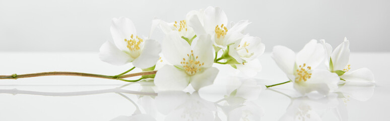 Ingelijste posters Voor haar Jasmijnbloemen op wit oppervlak panorama  © LIGHTFIELD STUDIOS