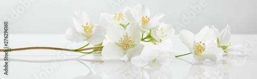 panoramic shot of jasmine flowers on white surface