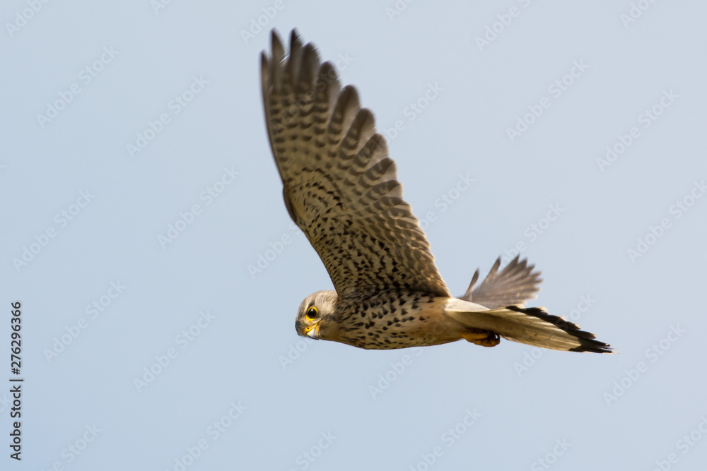 Obraz premium Common Kestrel in the sky 