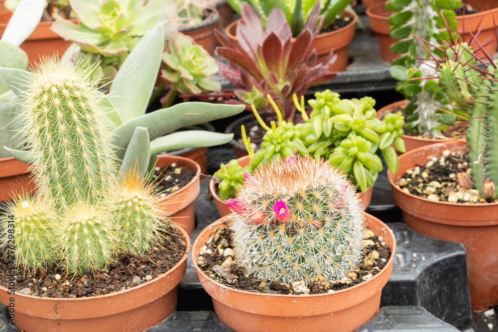 Différentes variétés de fleurs et plantes cactées et succulantes, cactus et plantes de désert et sols arides Différentes variétés de fleurs et plantes cactées et succulantes, cactus et plantes de désert et sols arides
