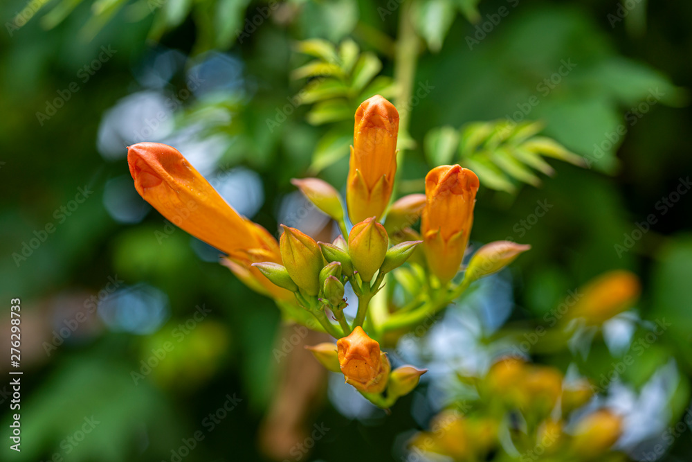 Beautiful flowers of the trumpet vine or trumpet creeper-Campsis radicans Beautiful flowers of the trumpet vine or trumpet creeper-Campsis radicans
