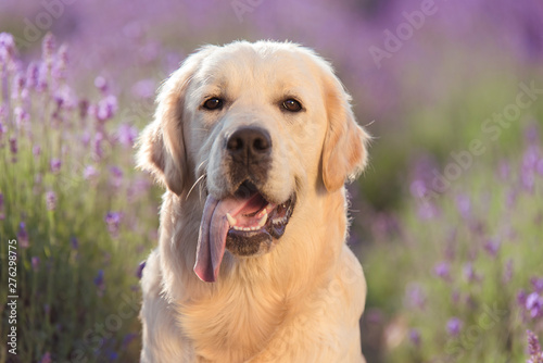 Golden retriever dog in the lavender field