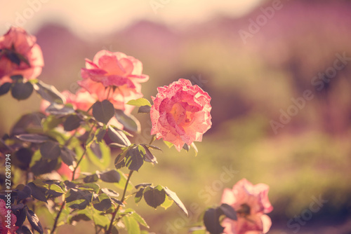 Beautiful rose flower blooming in the garden © SasaStock