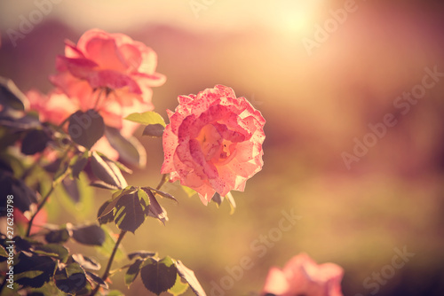 Beautiful rose flower blooming in the garden