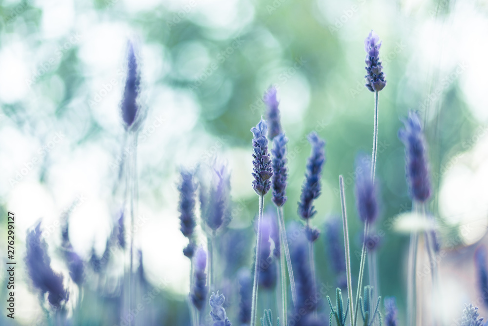 Fototapeta premium Lavender in sunlight 2