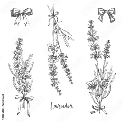 Set of hand drawn sketch of Lavender flower and cute bows isolated on white background. France provence retro pattern for romantic fresh design concept. Natural lavander