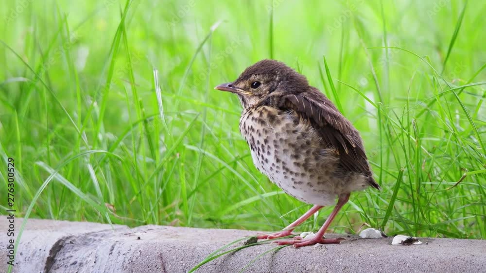 Closeup of Song thrush chick perching on green grass at evening. Juvenile Song thrush want to sleep Closeup of Song thrush chick perching on green grass at evening. Juvenile Song thrush want to sleep