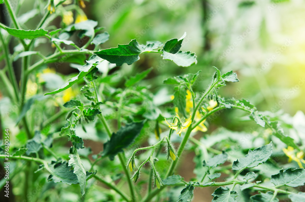 Blooming bush of tomatoes inside greenhouse. - Image Blooming bush of tomatoes inside greenhouse. - Image