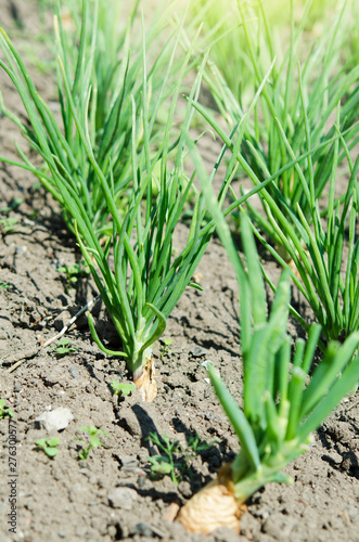  Growing green onion in the vegetable garden. - Image