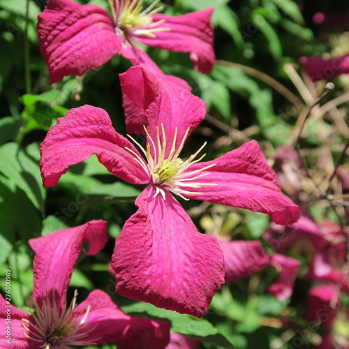 Tableau sur toile dark purple forest vines, clematis a winter hardy perennial garden shrub