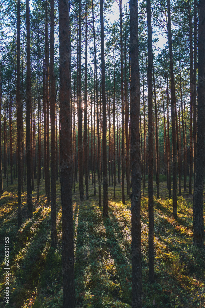 Beautiful landscape, sunset in the dense pine forest, the beauty of northern nature