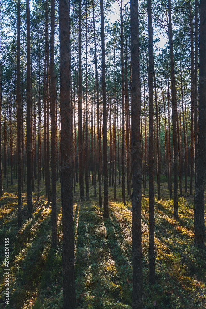 Beautiful landscape, sunset in the dense pine forest, the beauty of northern nature Beautiful landscape, sunset in the dense pine forest, the beauty of northern nature