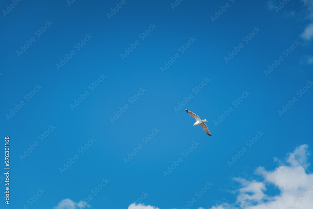 Beautiful white seagull flying against the blue sky and white clouds, freedom and flight concept Beautiful white seagull flying against the blue sky and white clouds, freedom and flight concept