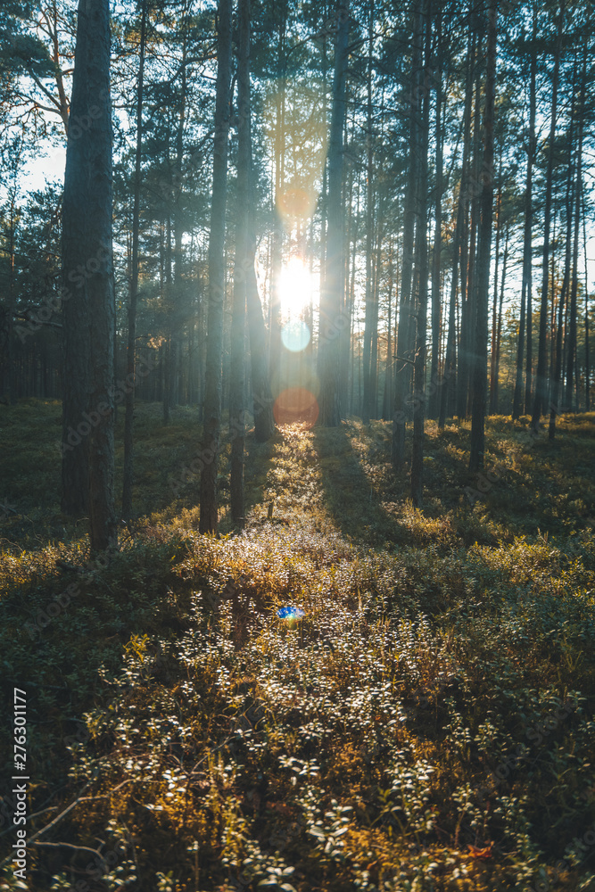 Naklejka premium Beautiful landscape, sunset in the dense pine forest, the beauty of northern nature