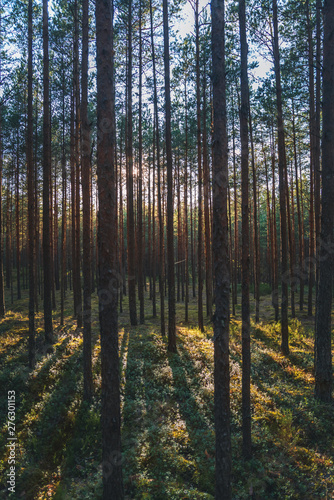 Beautiful landscape  sunset in the dense pine forest  the beauty of northern nature