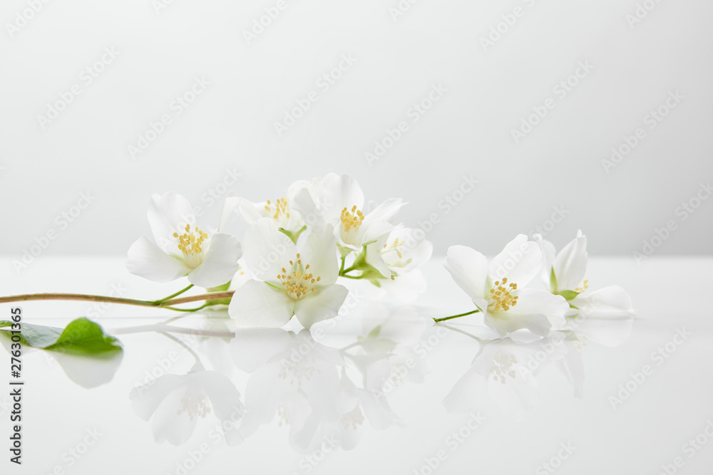 Fototapeta świeże i naturalne kwiaty jaśminu na białej powierzchni