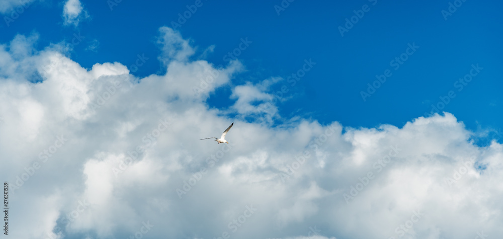 Beautiful white seagull flying against the blue sky and white clouds, freedom and flight concept Beautiful white seagull flying against the blue sky and white clouds, freedom and flight concept