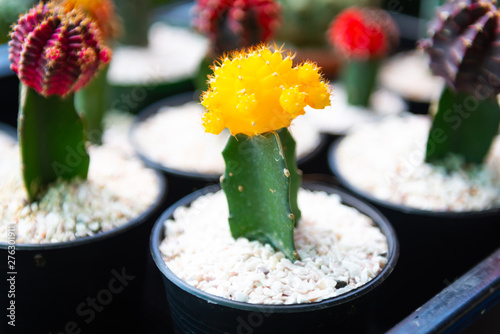 little cuctus in small pots are growing in the farm photo