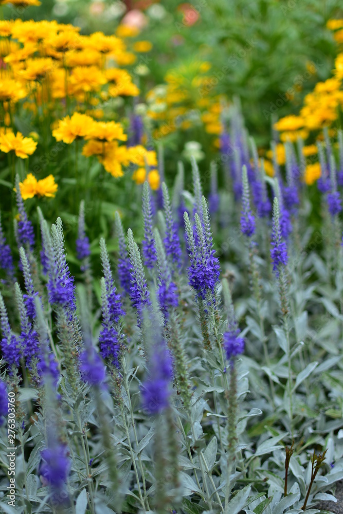 Naklejka premium Background with blooming flowers for summer discounts in the home garden.